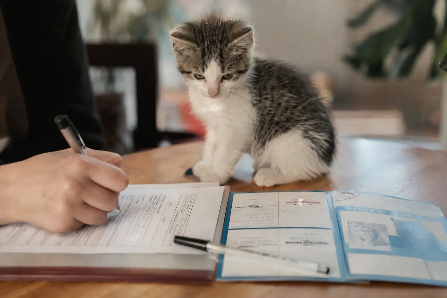 Une main signe un document officiel sur une table, un chaton assis à côté du stylo