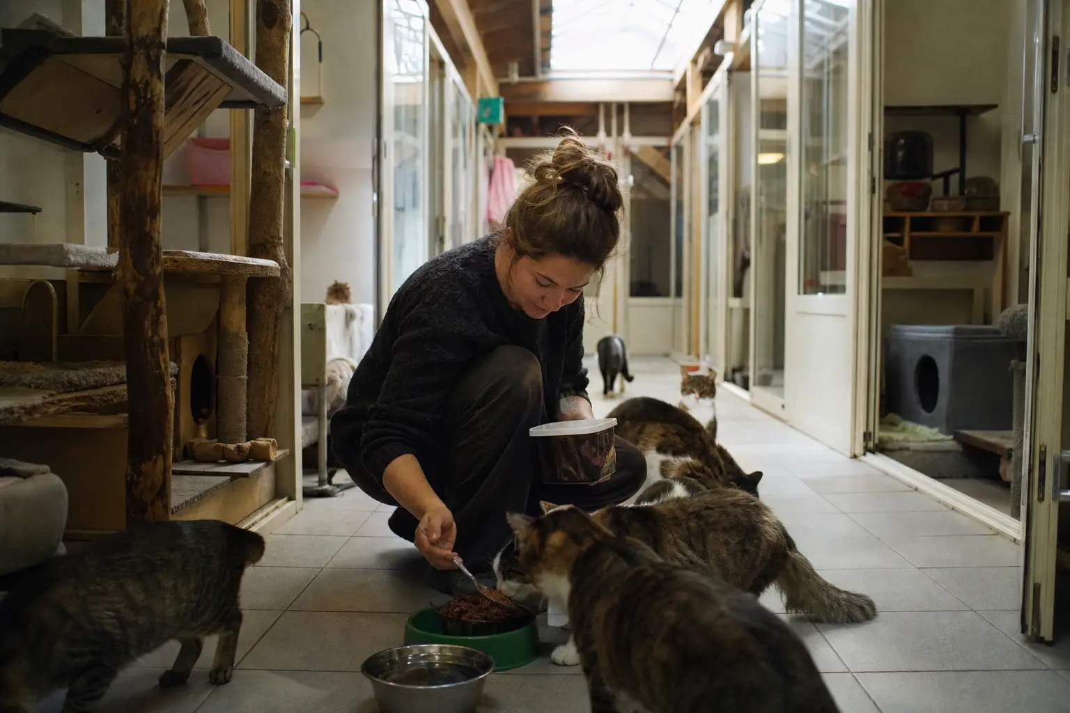 Un couloir de refuge pour chats avec des box propres, une bénévole nourrit les animaux