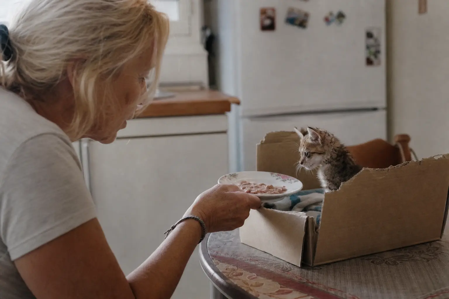 Un chaton maigre recueilli dans un carton posé sur une table de cuisine, une femme lui tend une gamelle