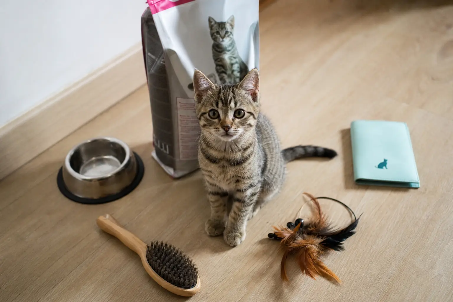 Une gamelle, un sac de croquettes, une brosse et un carnet de santé étalés au sol autour d'un chaton tigré