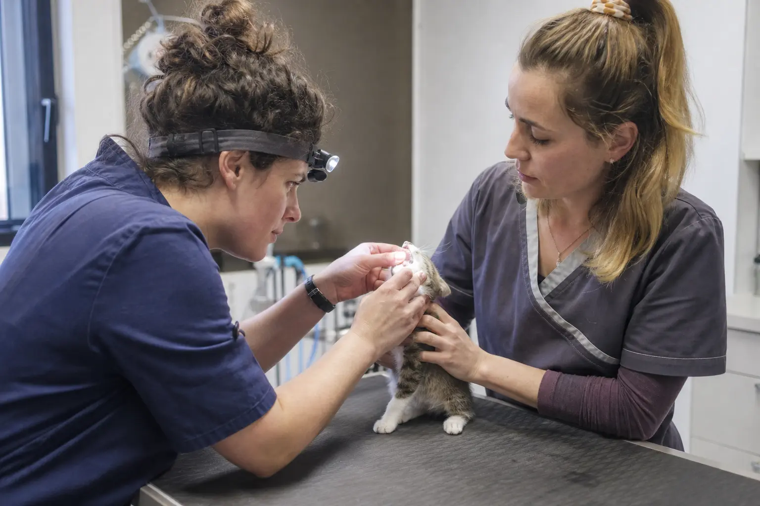 Une vétérinaire examine la gueule d'un jeune chat sur une table d'examen
