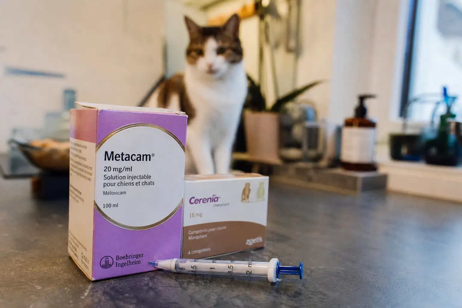 Une femme administre un comprimé à un chat tenu contre elle dans une cuisine lumineuse