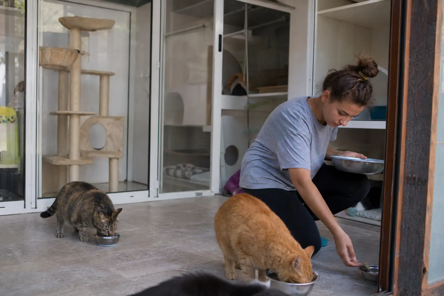 Un chat observe depuis un box vitré d'une pension féline propre et lumineuse, une soignante nettoie à l'arrière-plan