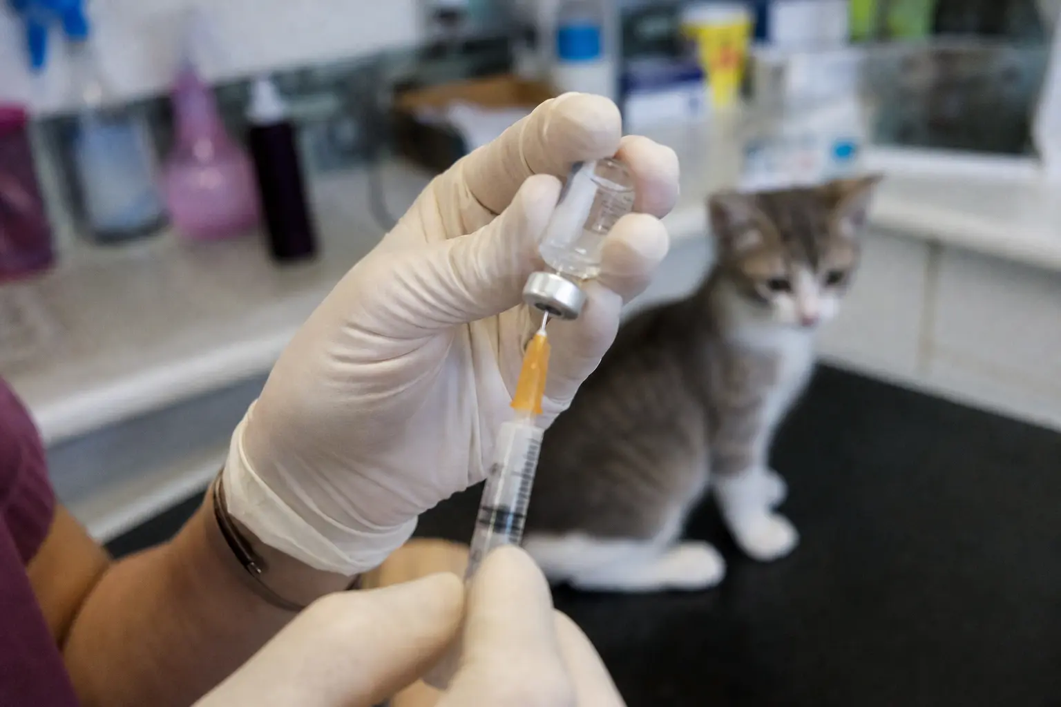 Gros plan sur les mains gantées d'une assistante vétérinaire tenant un flacon de vaccin