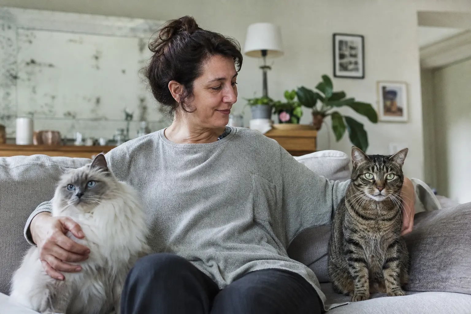 Un chat tigré de gouttière et un chat de race assis côte à côte sur le rebord intérieur d'une fenêtre