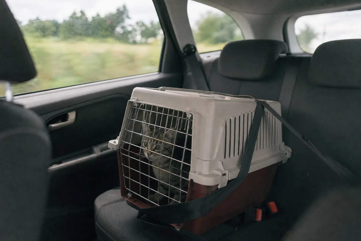 Une caisse de transport rigide sanglée sur la banquette arrière d'une voiture, un chaton derrière la grille