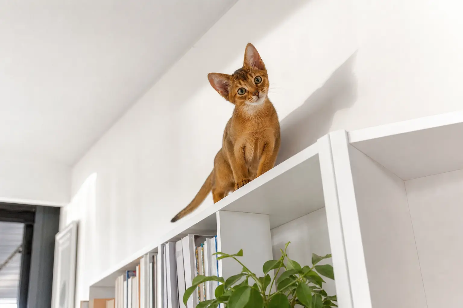 Un chaton Abyssin au pelage roux tiqueté grimpé sur une étagère haute