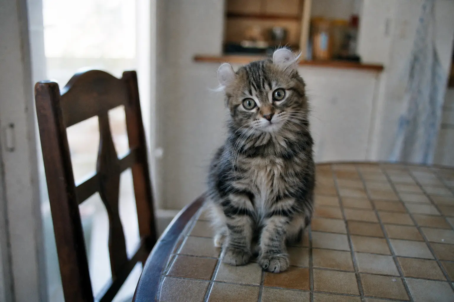 Chaton american curl aux oreilles recourbées vers l'arrière, assis sur une table en bois