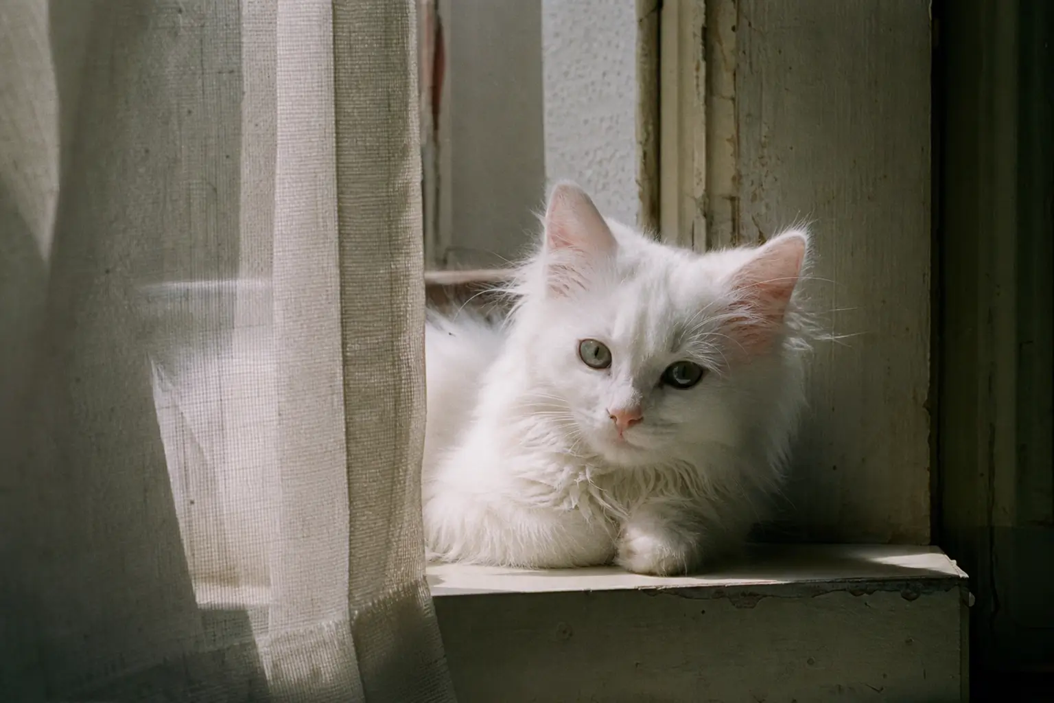 Un chaton Angora turc au poil blanc soyeux couché sur un rebord de fenêtre ensoleillé