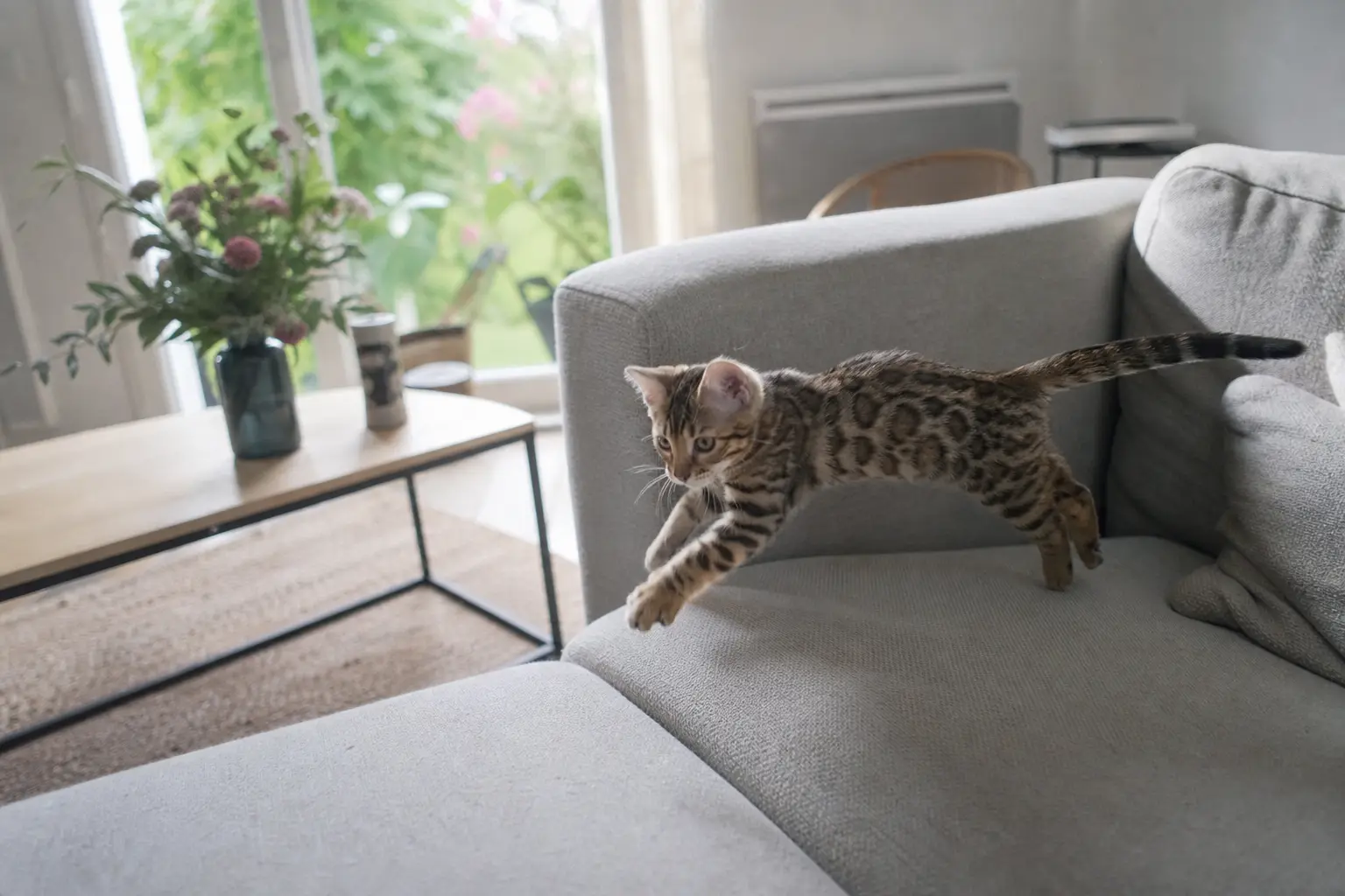 Un chaton Bengal au pelage tacheté en plein saut sur un canapé dans un salon lumineux