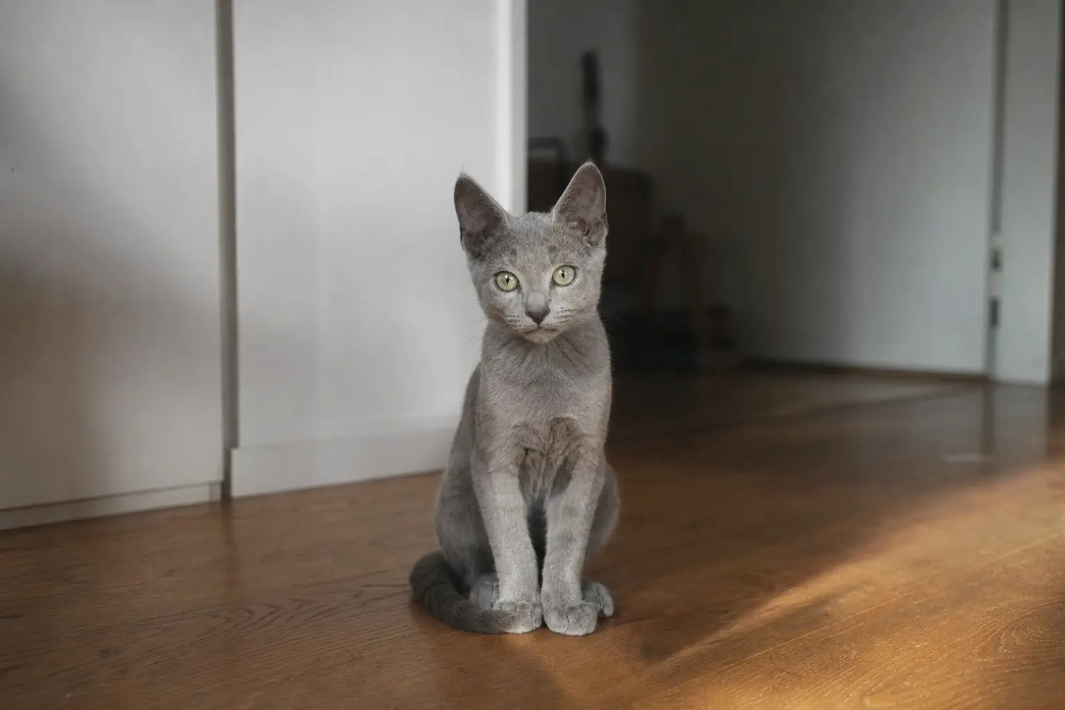 Un chaton Bleu russe au poil gris argenté assis bien droit sur un parquet