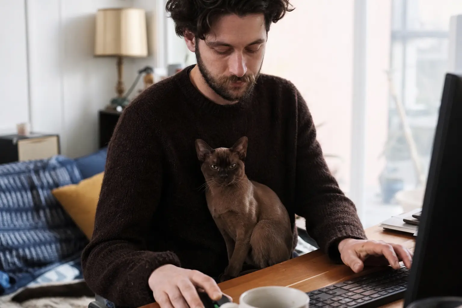 Un chaton Burmese au poil court brun assis sur les genoux d'un homme qui travaille à son bureau