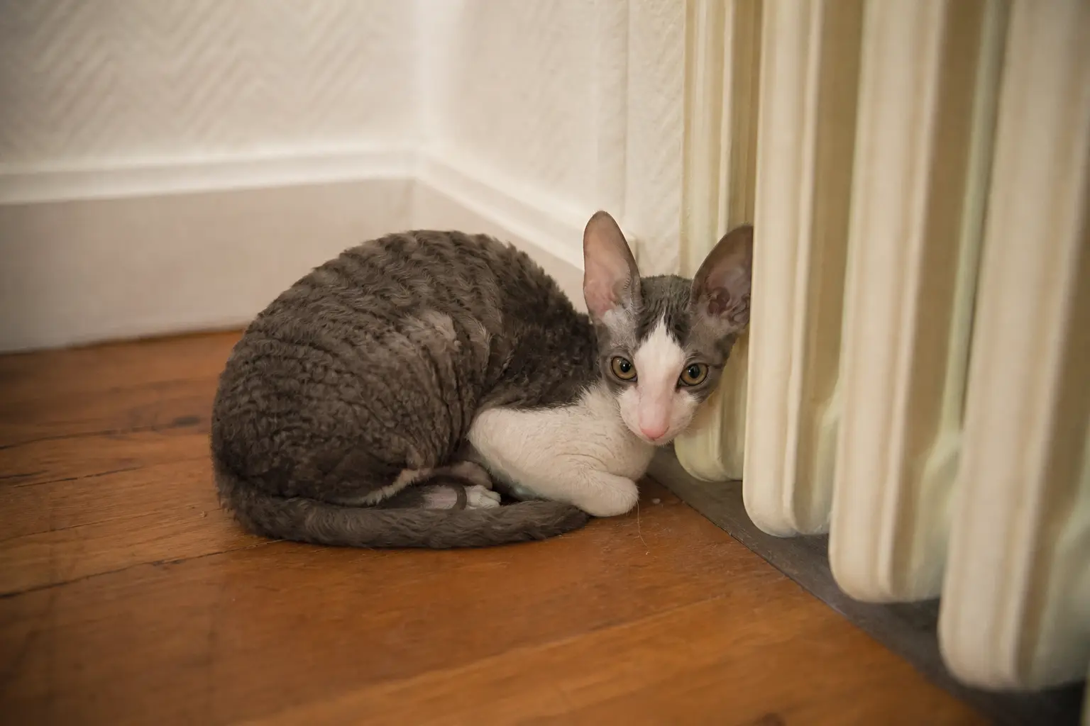 Un chaton Cornish Rex au poil ondulé et au corps fin blotti contre un radiateur