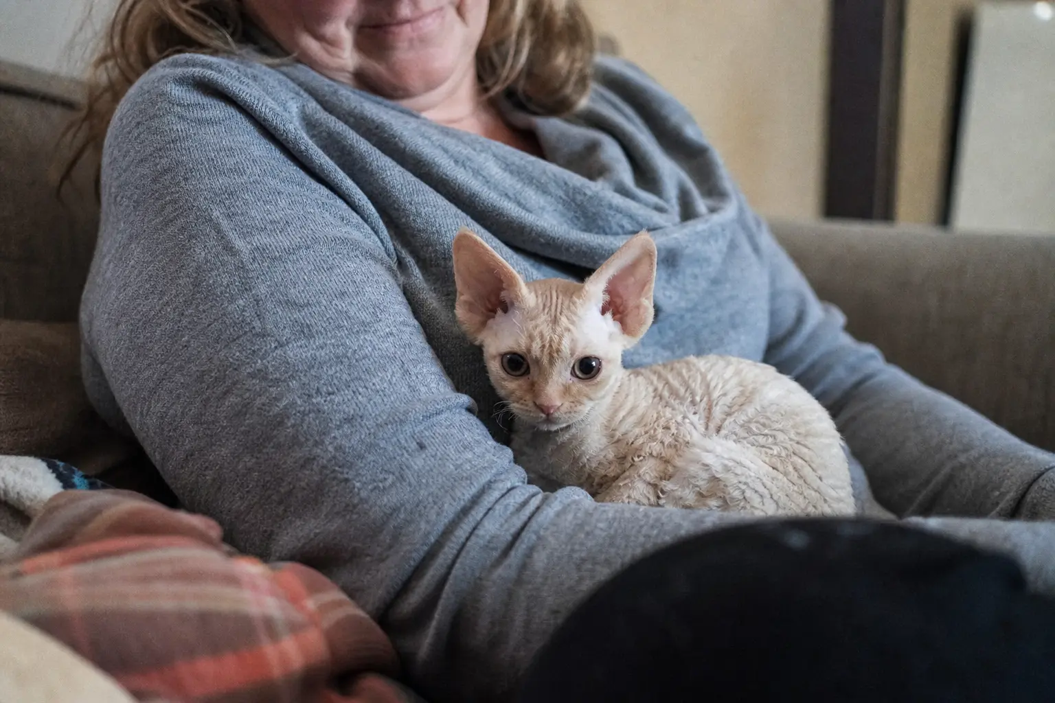 Un chaton Devon Rex blotti dans le creux du bras d'une femme assise sur un canapé