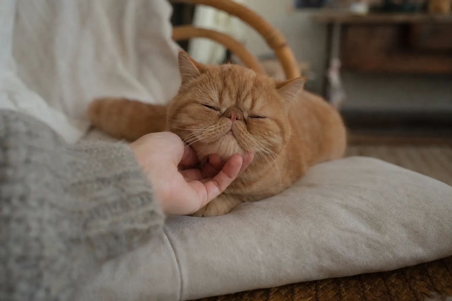 Un chaton Exotic Shorthair au visage rond et aplati couché sur un coussin