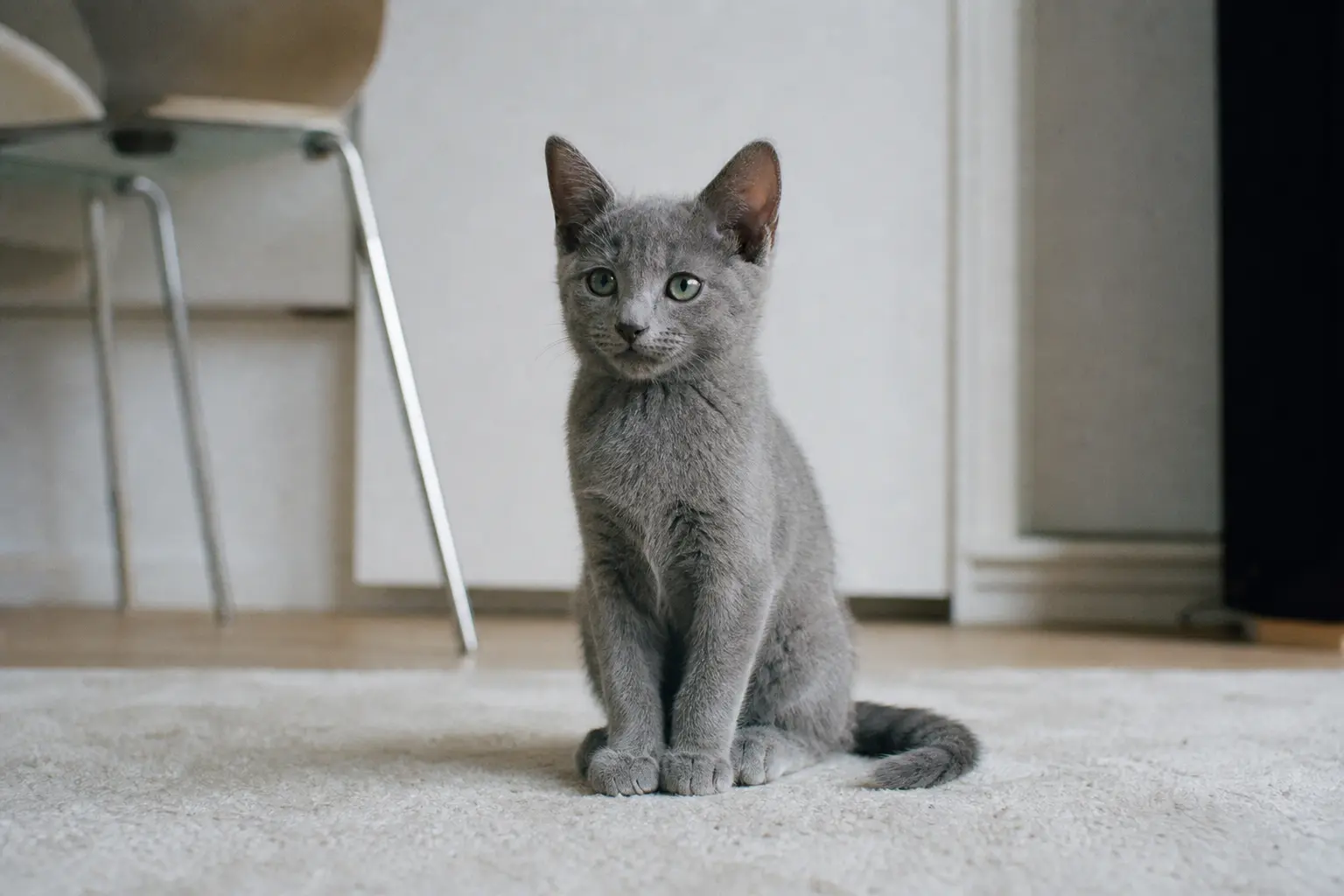 Chaton korat au pelage bleu argenté et aux yeux verts, assis sur un sol carrelé clair