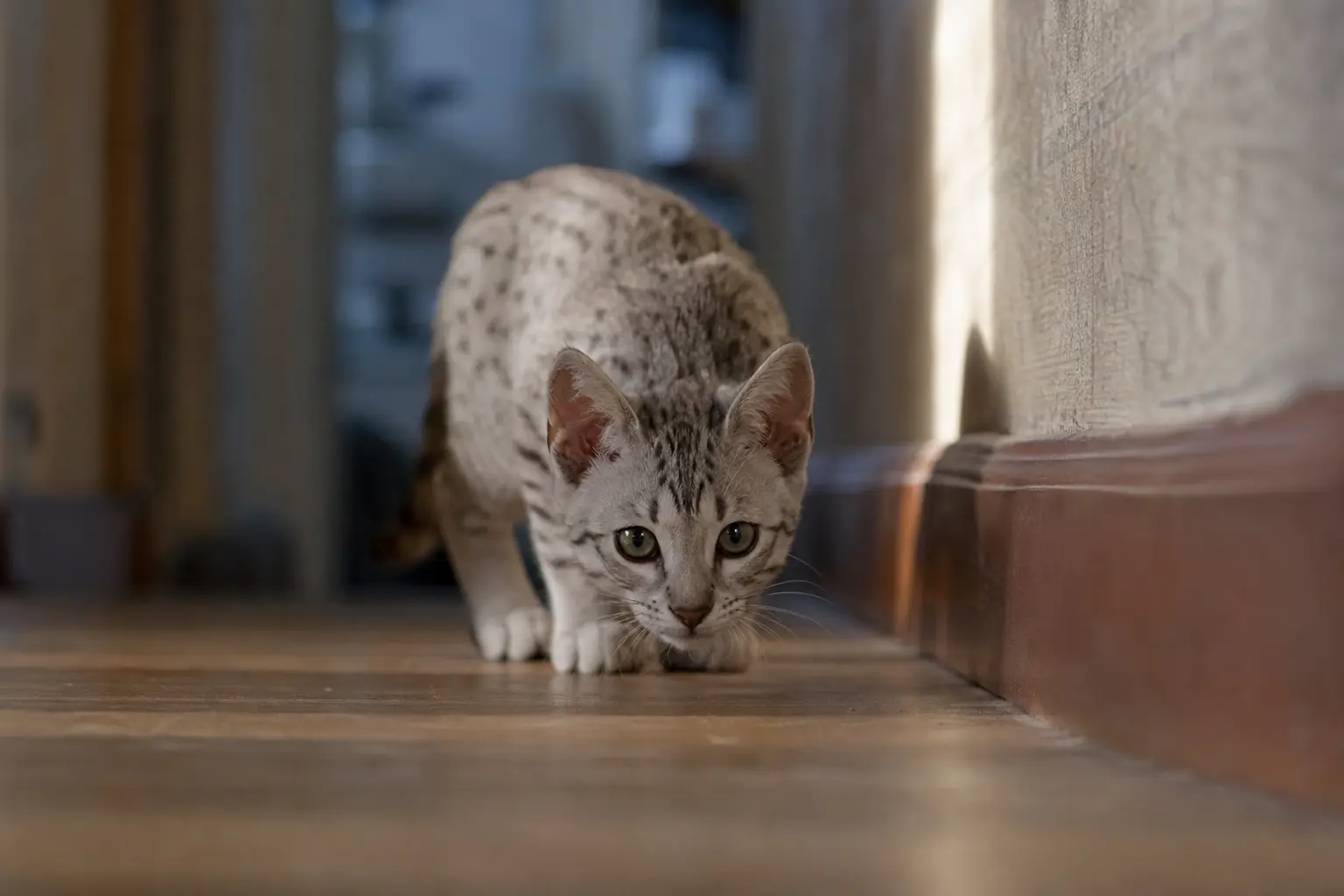 Un chaton Mau égyptien au pelage tacheté en position d'affût dans un couloir