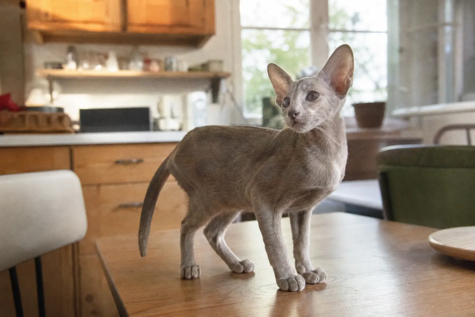 Un chaton Oriental très élancé aux grandes oreilles debout sur une table de cuisine