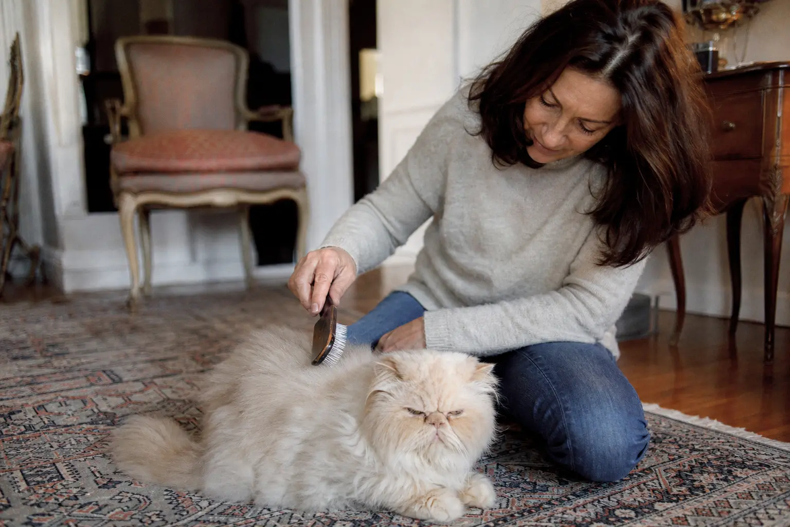 Un chaton Persan au poil long crème brossé délicatement par une femme assise sur un tapis
