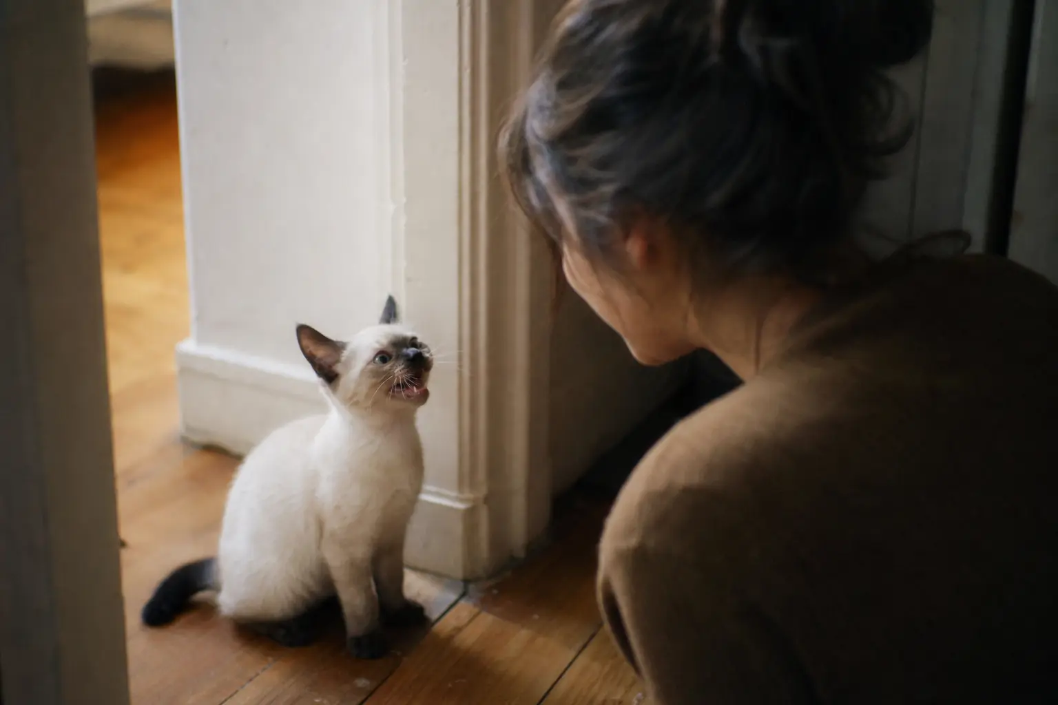 Un chaton Siamois aux extrémités sombres miaulant vers sa propriétaire dans un couloir