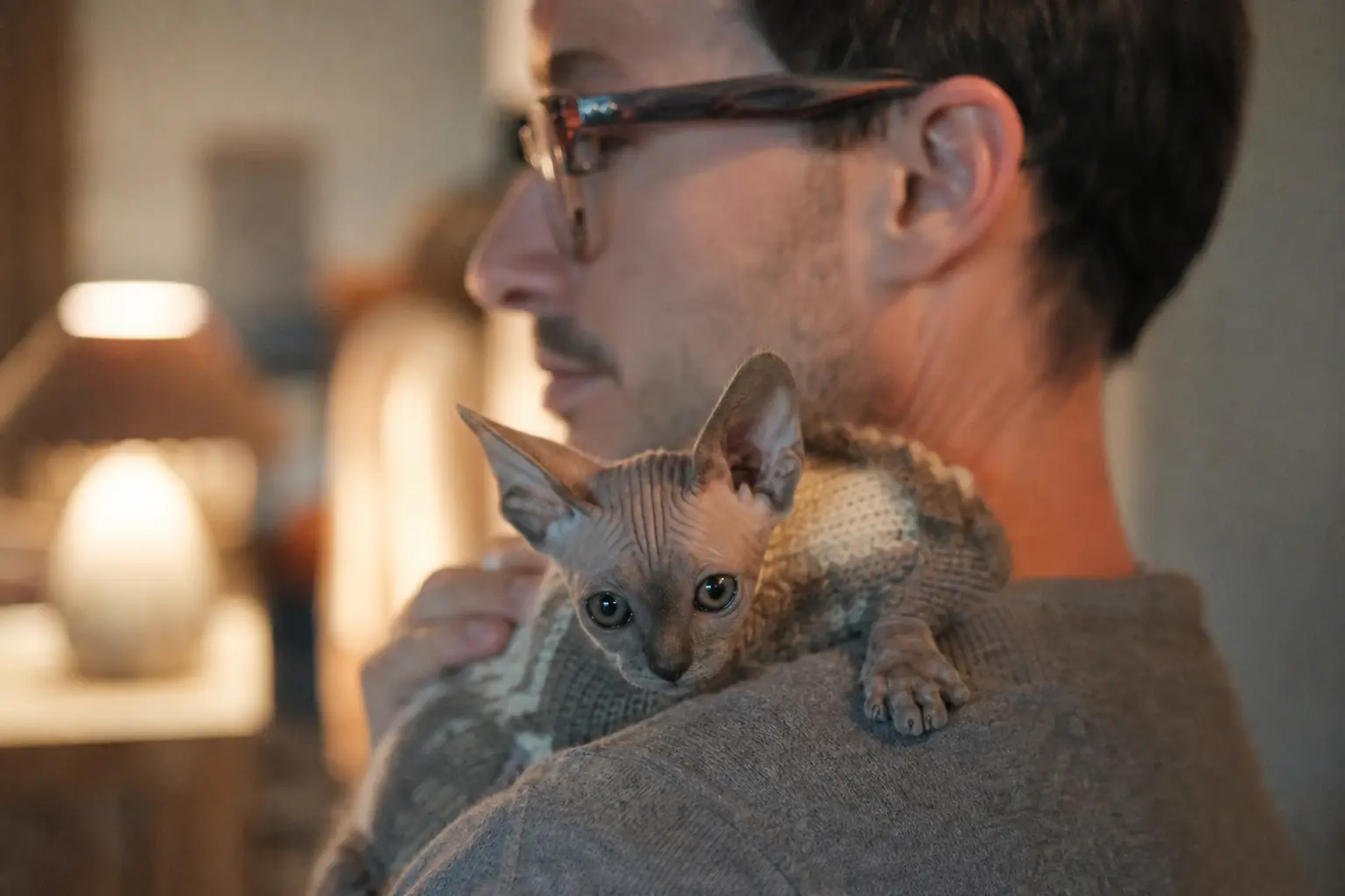 Un chaton Sphynx sans poils enveloppé dans un petit pull en laine, tenu contre l'épaule d'un homme