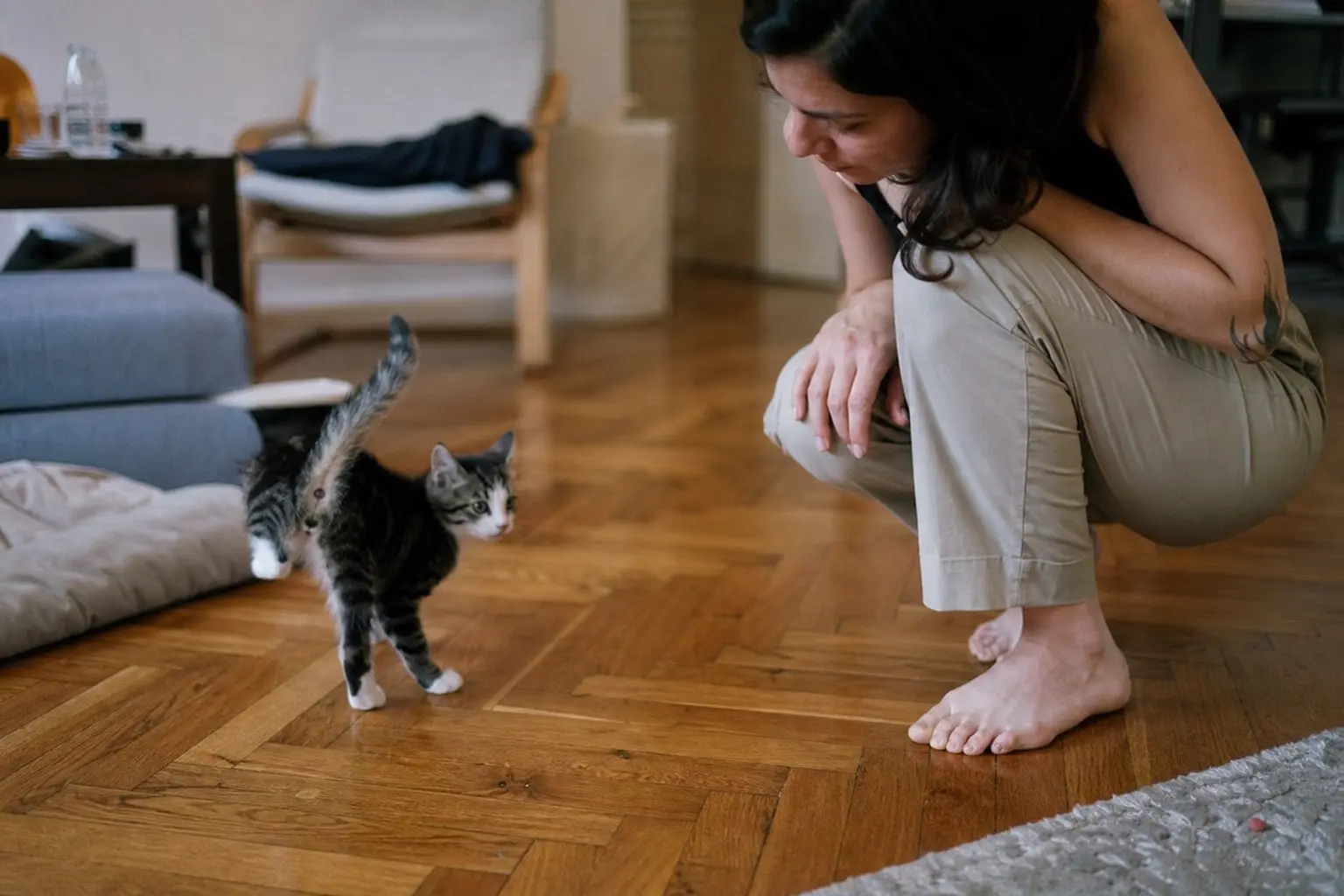 Un vétérinaire examine la colonne d'un jeune chat couché sur une table d'auscultation