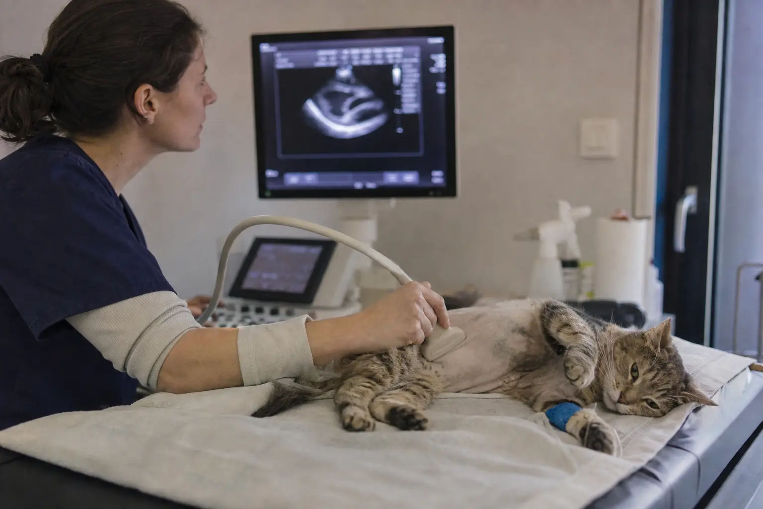 Un chat allongé sur le flanc pendant une échographie cardiaque, sonde sur le thorax