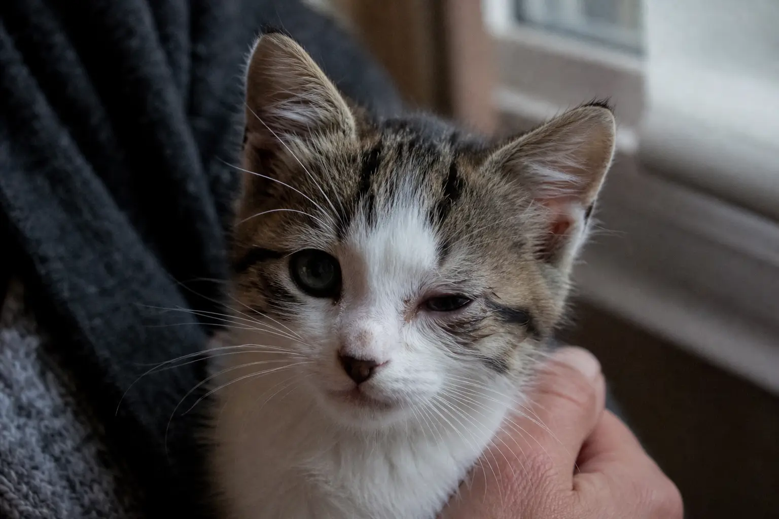 Gros plan sur le visage d'un chaton dont un œil est larmoyant et à demi fermé
