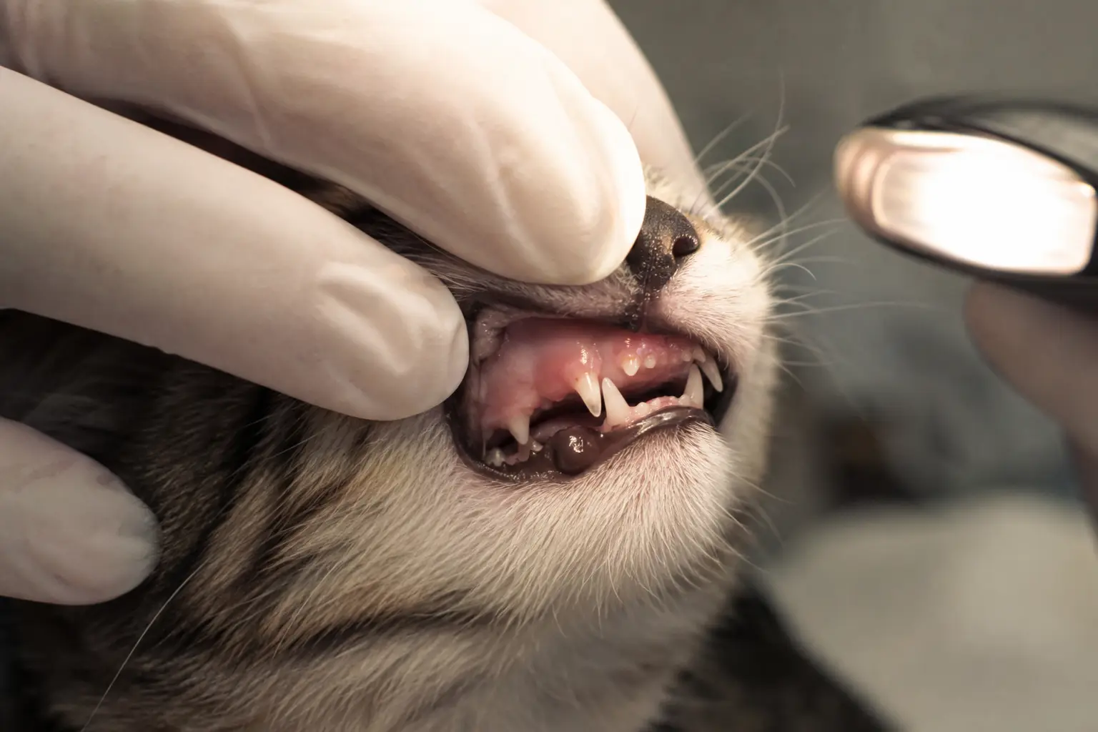 Gros plan sur les gencives d'un jeune chat soulevées par un doigt ganté de vétérinaire