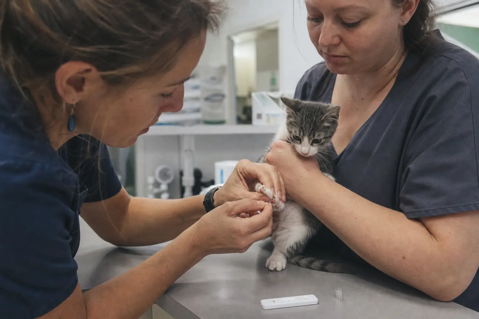 Une vétérinaire réalise un prélèvement sanguin sur un chaton tenu par une assistante