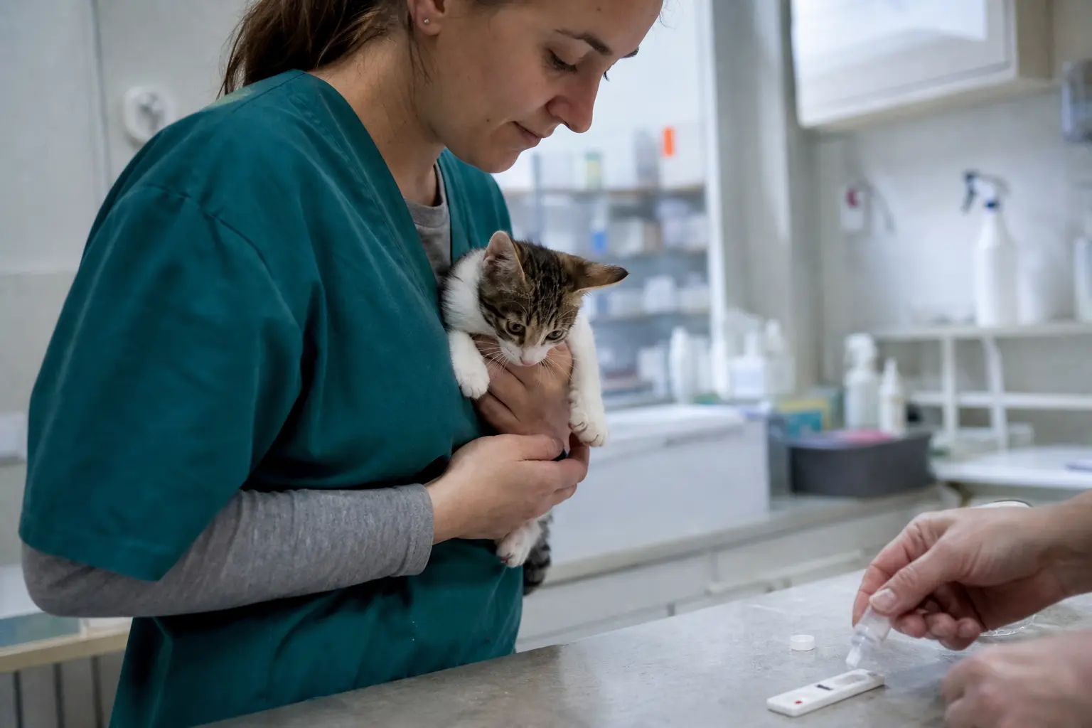 Une assistante vétérinaire tient un chaton pendant qu'un test rapide est déposé sur la paillasse