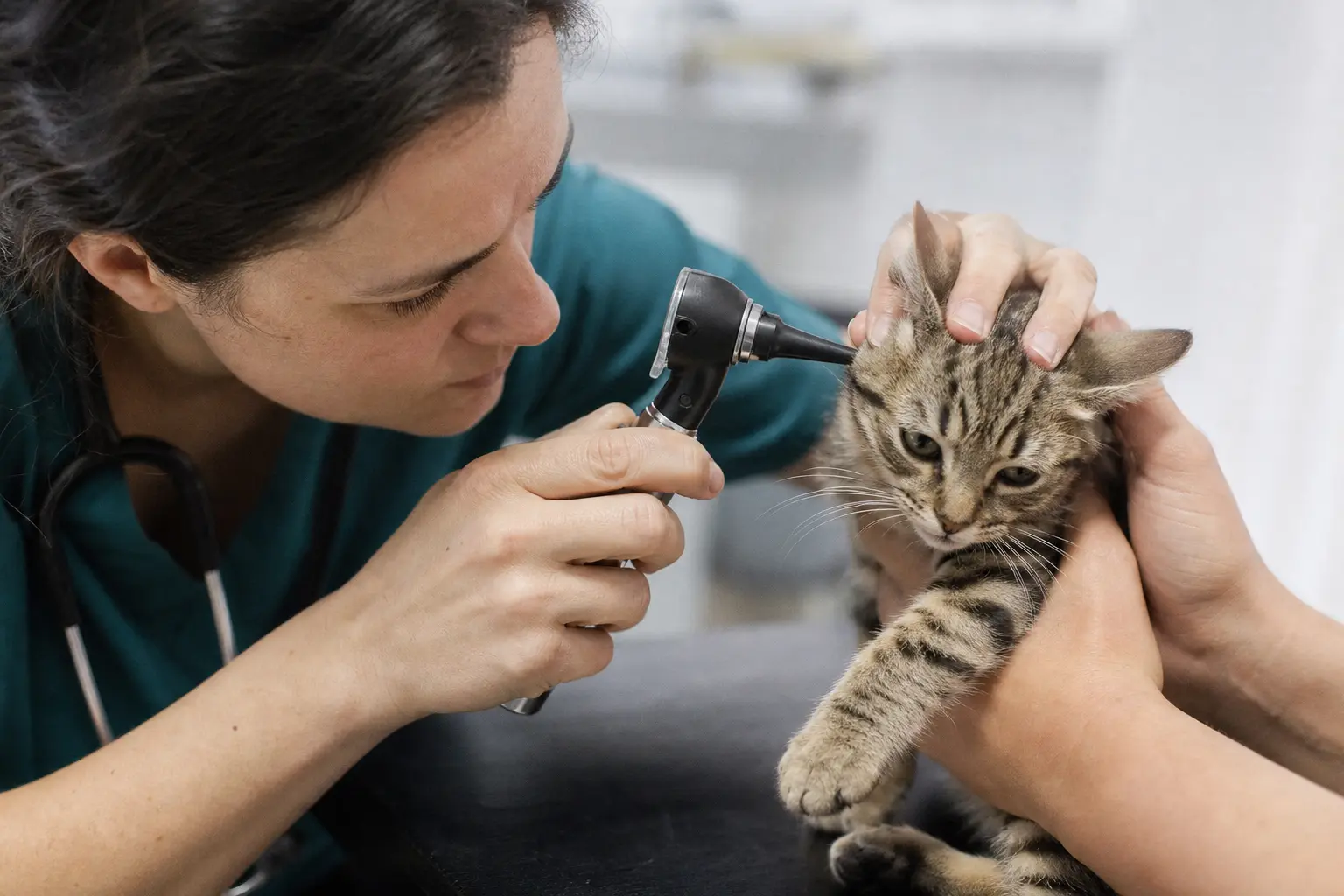 Une vétérinaire examine l'oreille d'un chaton avec un otoscope