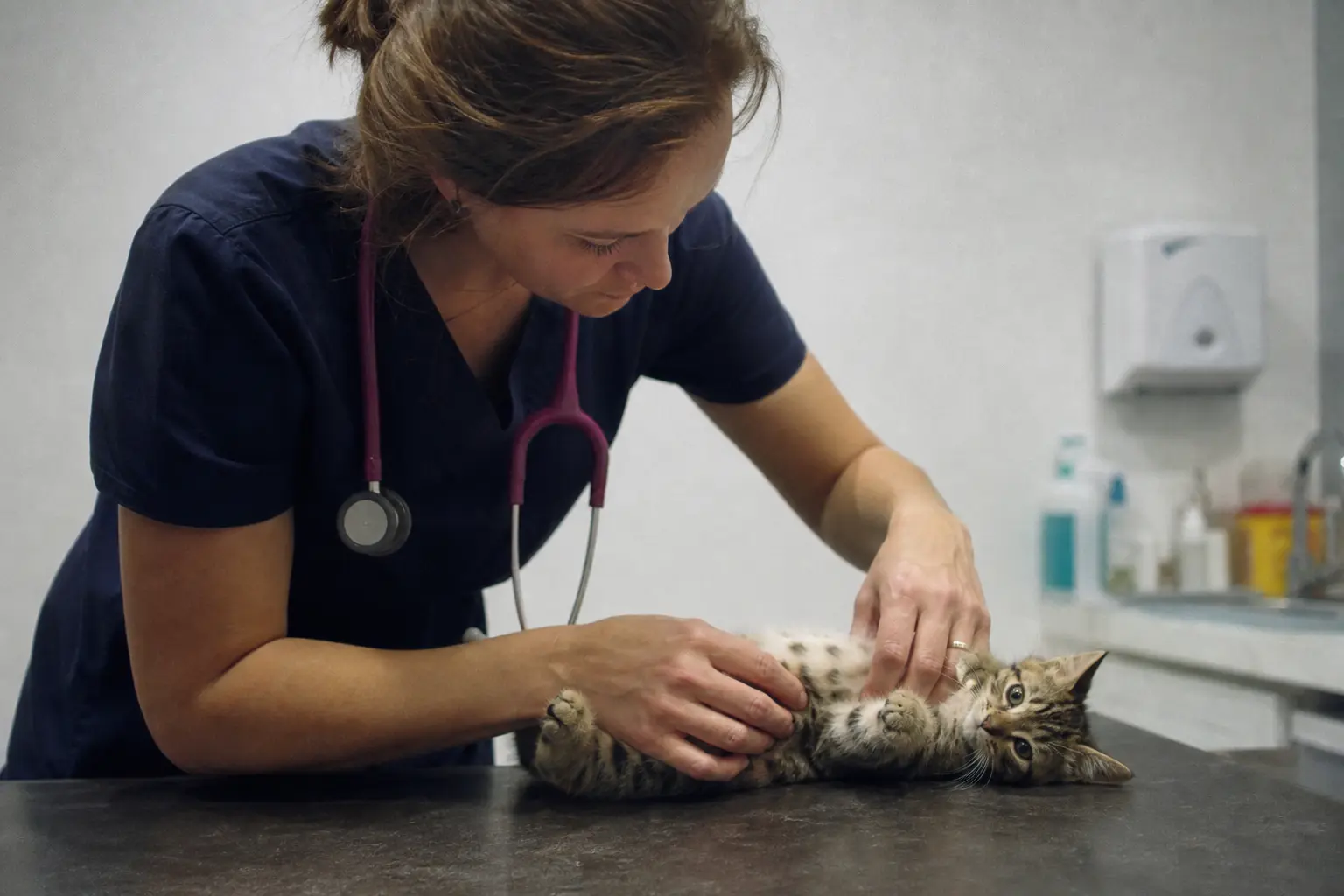 Les mains d'une vétérinaire palpent délicatement le ventre d'un chaton couché sur le dos