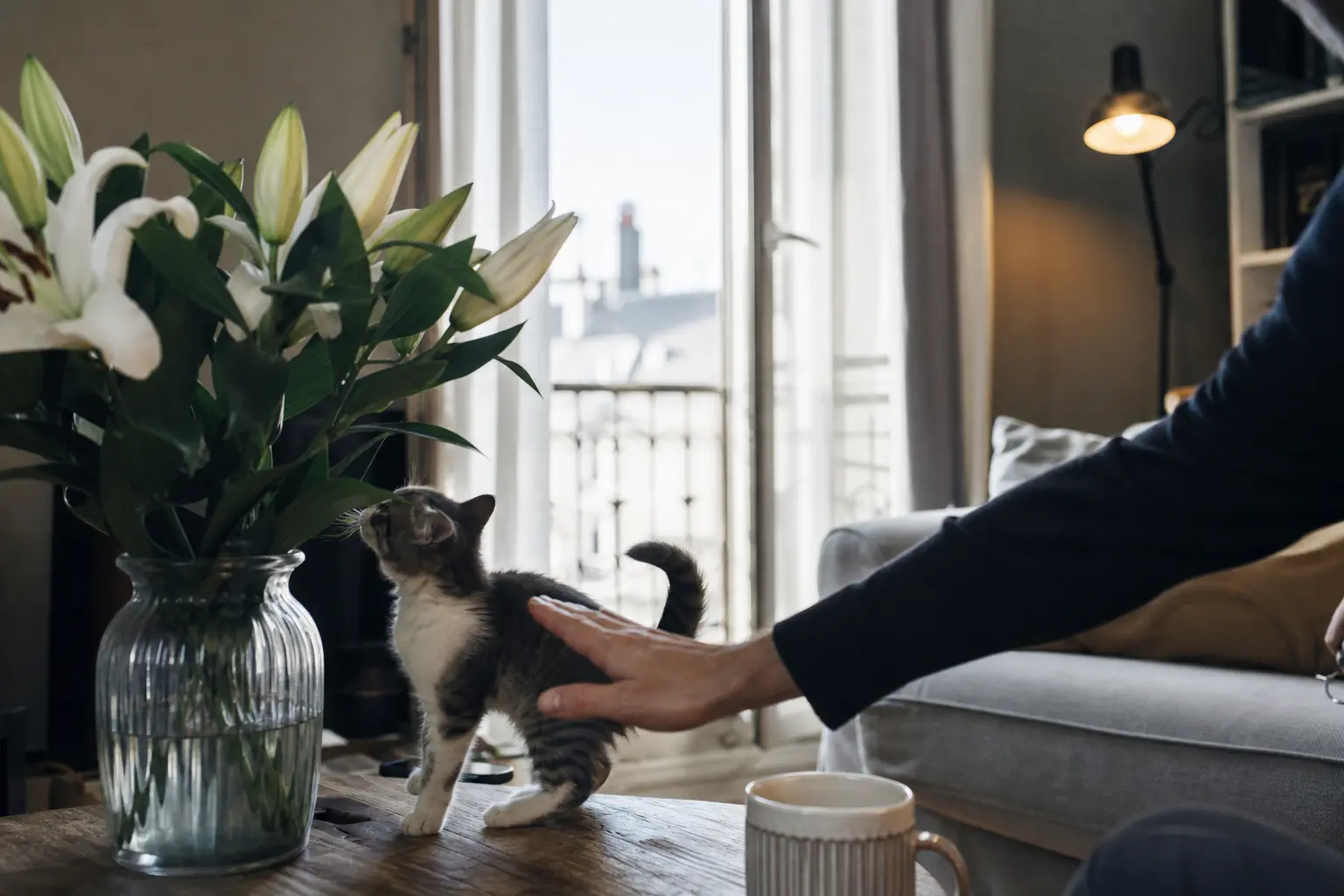 Un bouquet de lys sur une table de salon, un chaton s'en approche, une main d'adulte l'écarte