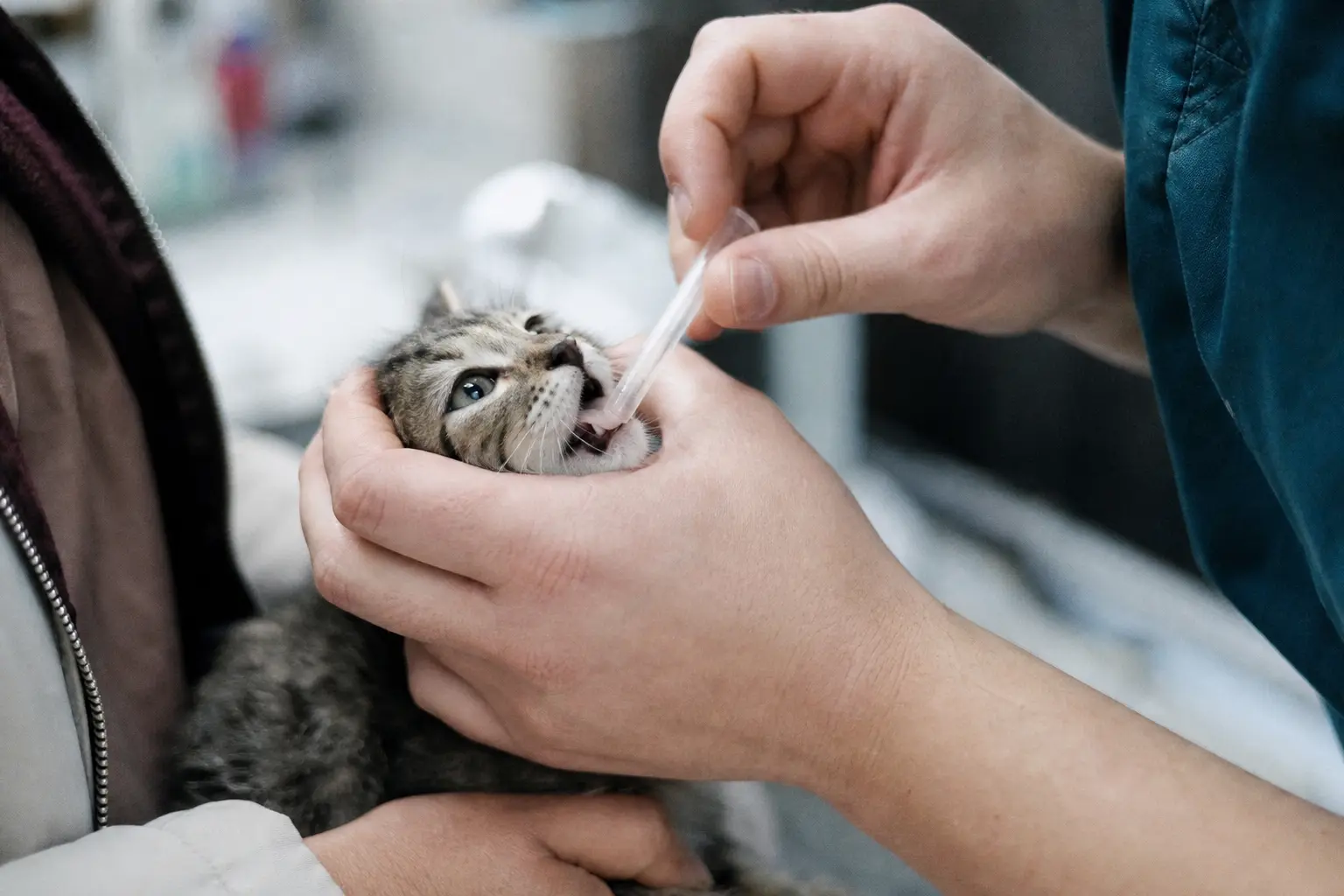 Un vétérinaire administre une pipette de vermifuge liquide à un chaton tenu doucement