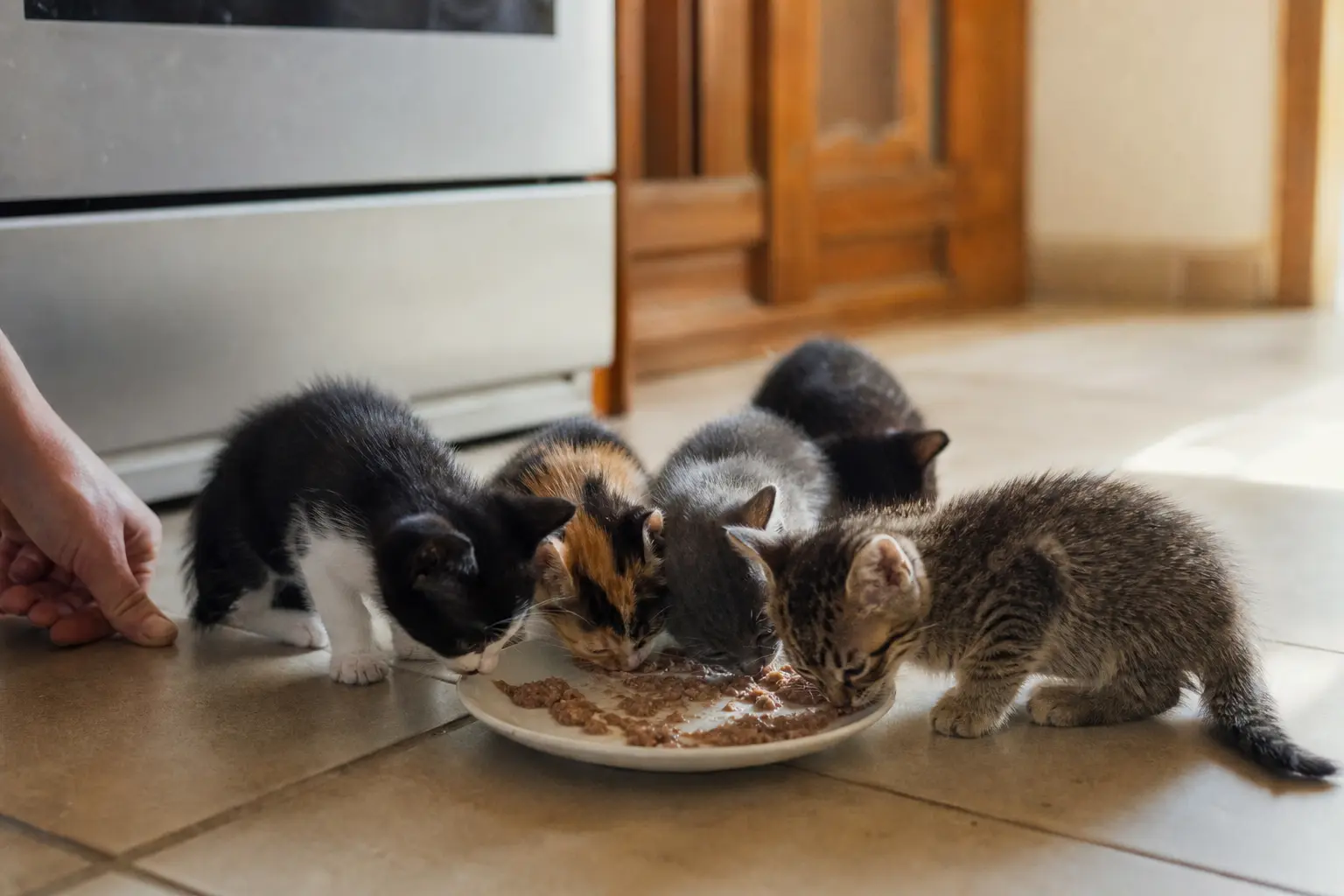 Une portée de chatons de cinq semaines autour d'une assiette de pâtée dans une cuisine