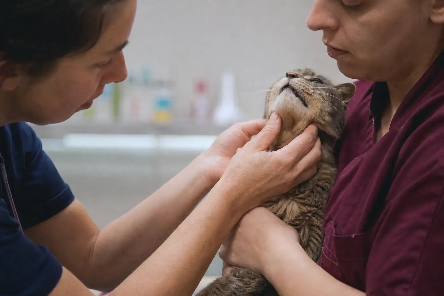 Gros plan sur les mains d'une vétérinaire palpant la gorge d'un chat âgé