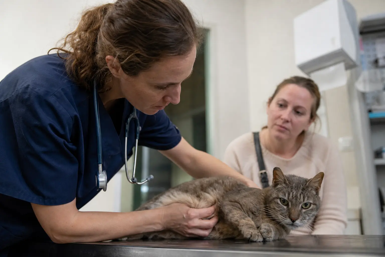 Une vétérinaire palpe délicatement l'abdomen d'un chat âgé sur une table d'examen