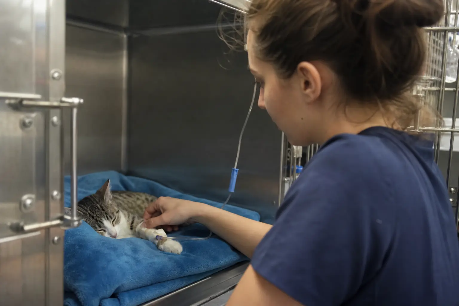 Un chaton perfusé couché dans une cage de clinique vétérinaire sous surveillance