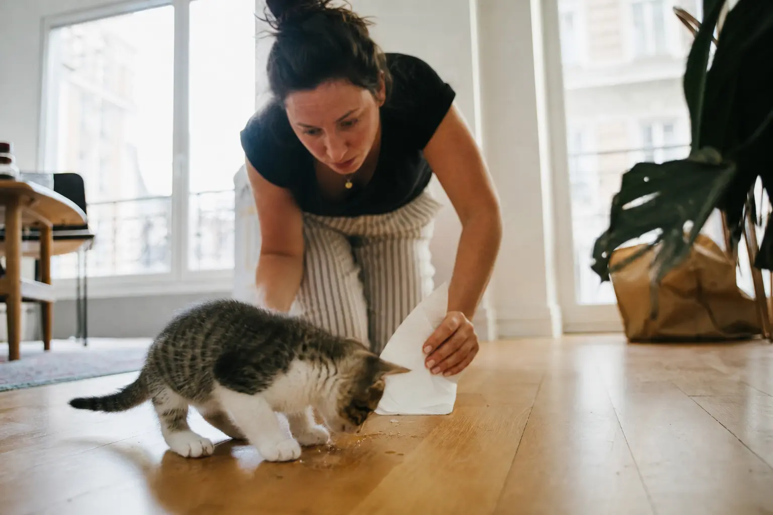 Un chaton penché au-dessus du parquet pendant qu'une femme accourt avec un essuie-tout
